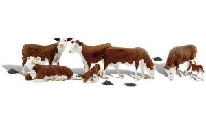 O Hereford Cows
