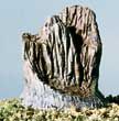 HO Broken Tree Stumps