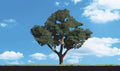 Cool Shade Trees 2'' - 3''