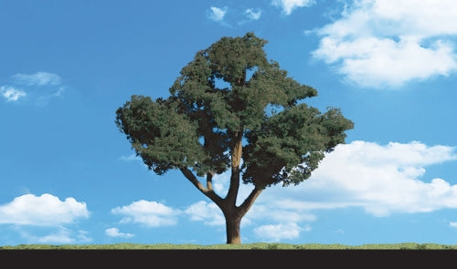 Cool Shade Trees 2'' - 3''