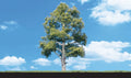Waters Edge Trees 5'' - 6''