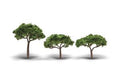 2.3 - 3.3 Canopy Trees 3/pkg