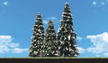 Snow Dusted Trees 2'' - 3.5''