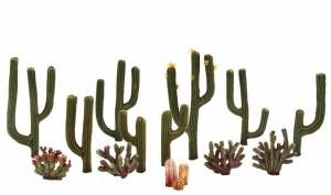 .5''-2 .5'' Cactus Plants 13/pkg