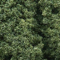 Foliage Cluster/Medium Green
