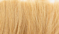 AGT Gold Tall Grass