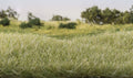 AGT 7 mm Light Green Static Grass