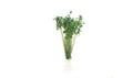 AGT Dark Green Shrubs Tufts