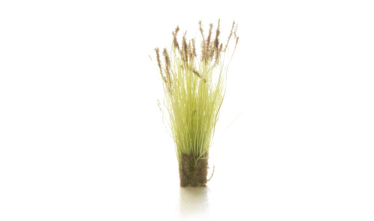 AGT Cattails Tufts