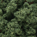 Clump-Foilage Medium Green/1qt